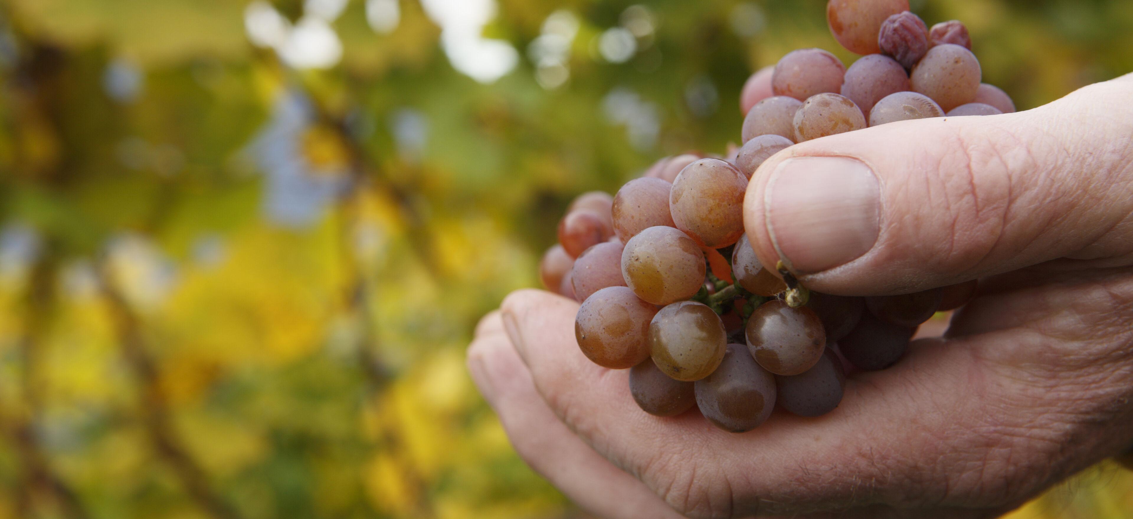 Wein