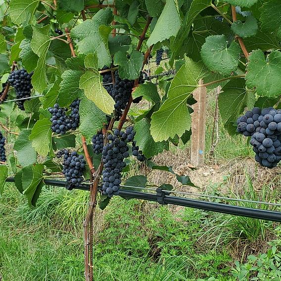 Azienda agricola