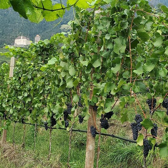 Azienda agricola