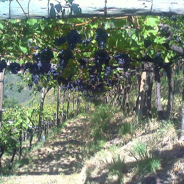 Agriculture